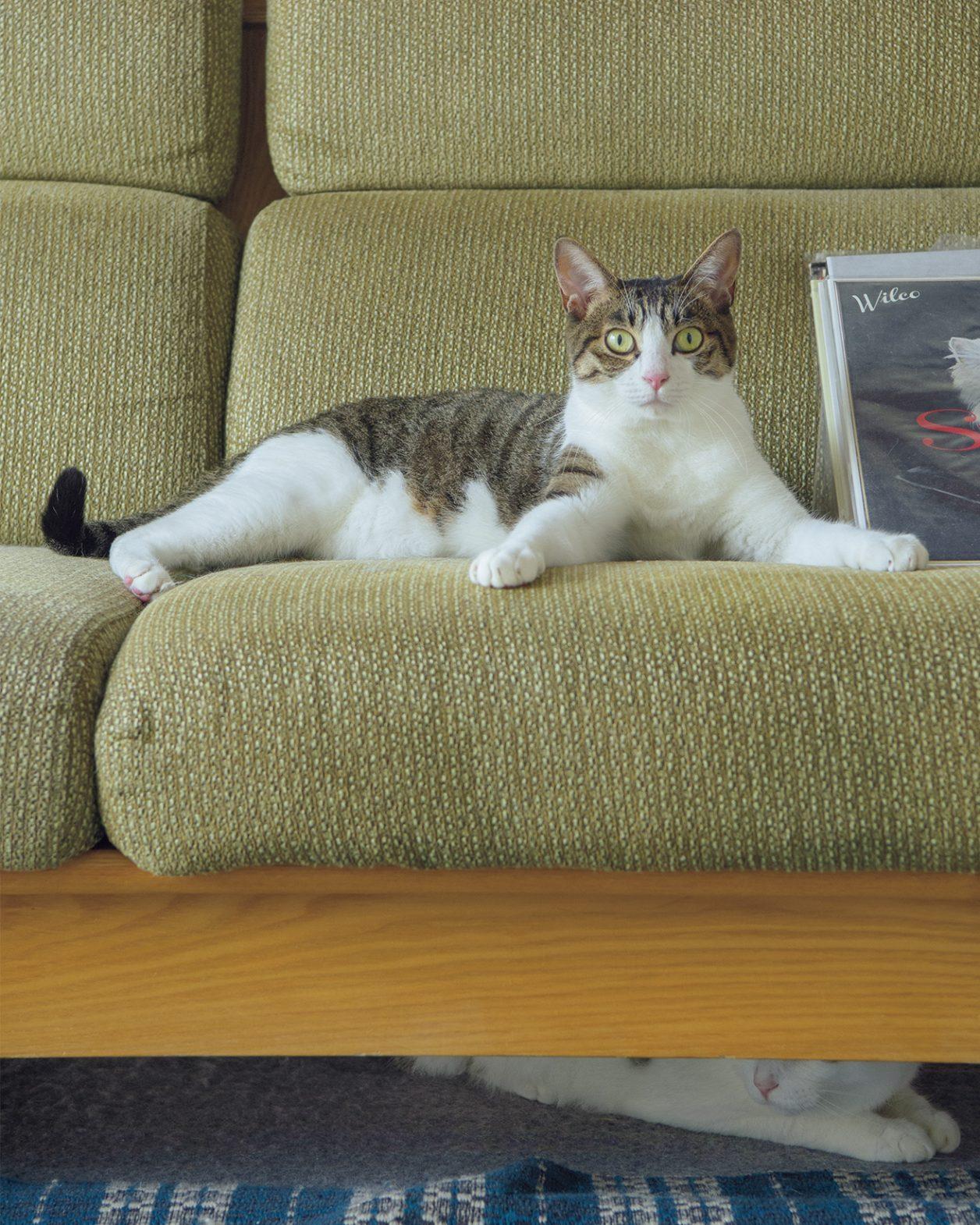 LIFE@PET｜日本一猫好きな張子作家の猫生活。