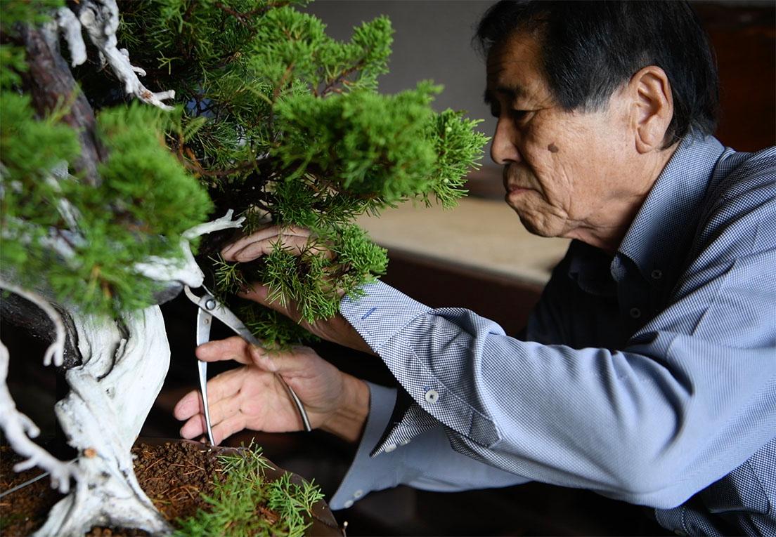 世界的な盆栽作家として知られる木村正彦。