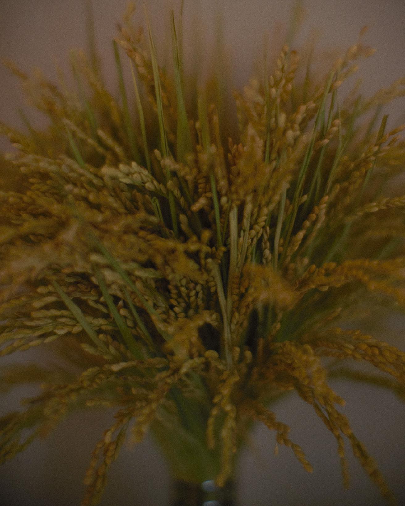 細く、伸びかな穂先に実をつける稲穂は、五穀豊穣の願いを込めて正月のしめ飾りに使われてきた。結びや飾りを加えずに、1種類だけで見せることで、植物そのものの力がダイレクトに感じられる飾り物になった。