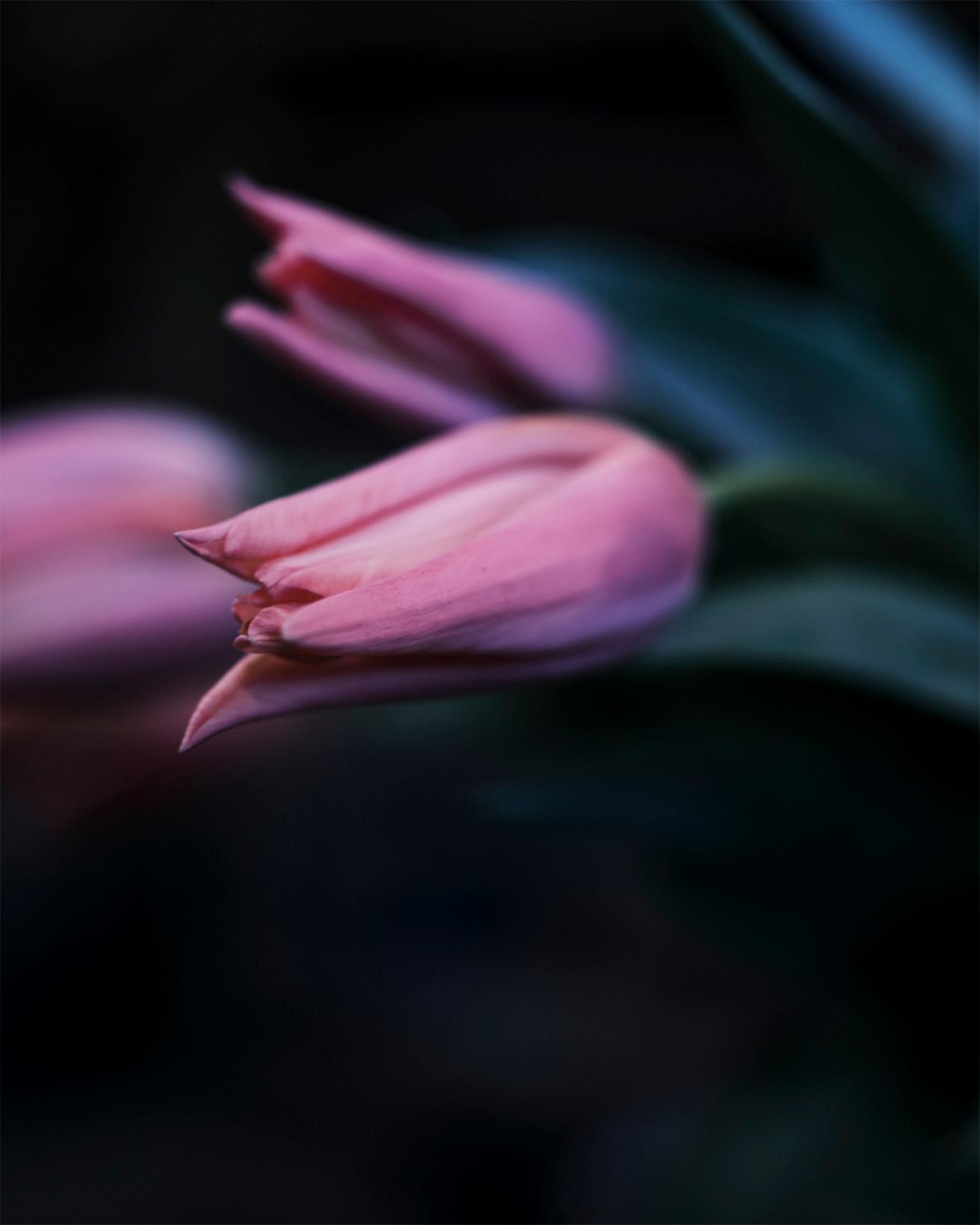 百合咲きと呼ばれる花びらの先が尖ったチューリップ。蕾のときには鋭い横顔を見せるが、パカッと反り返って咲く。