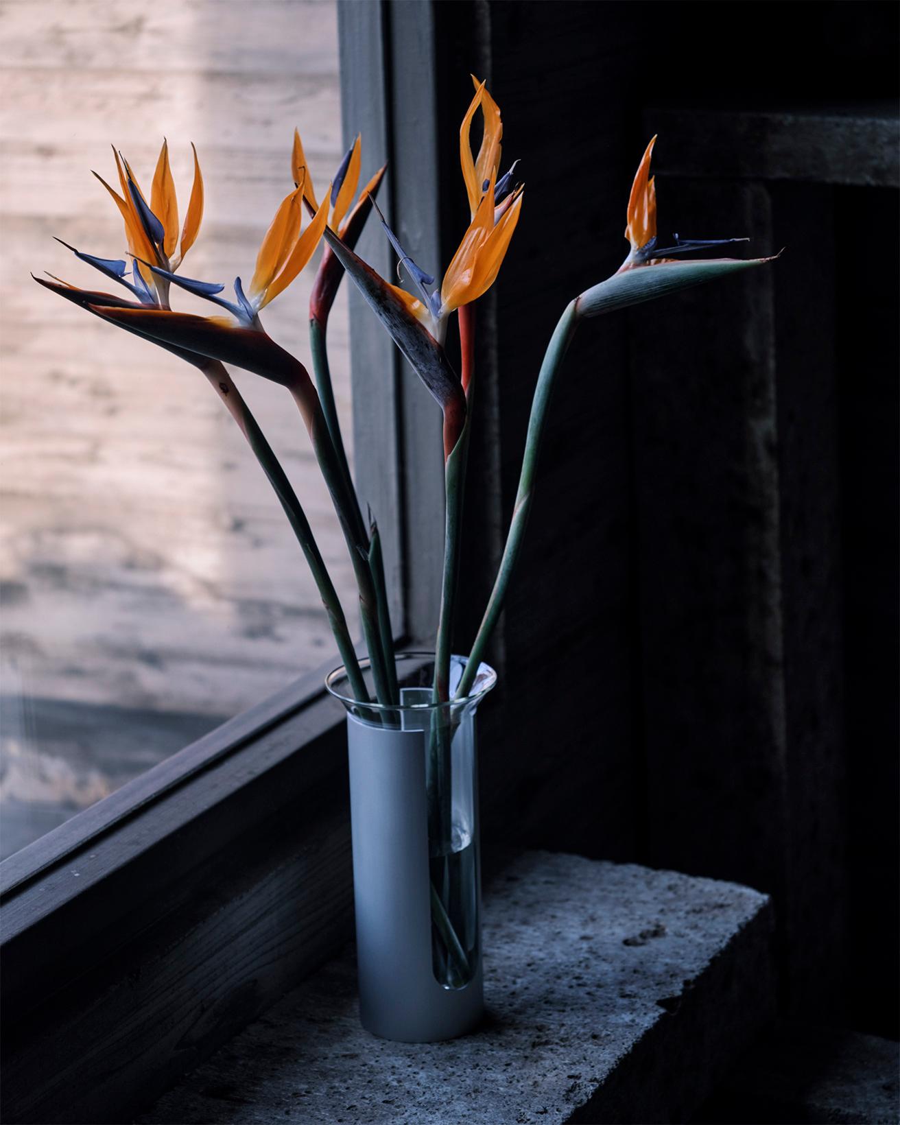 【今週の花と器】極楽鳥花と〈ダネーゼ〉の《カミーチャ》｜5月