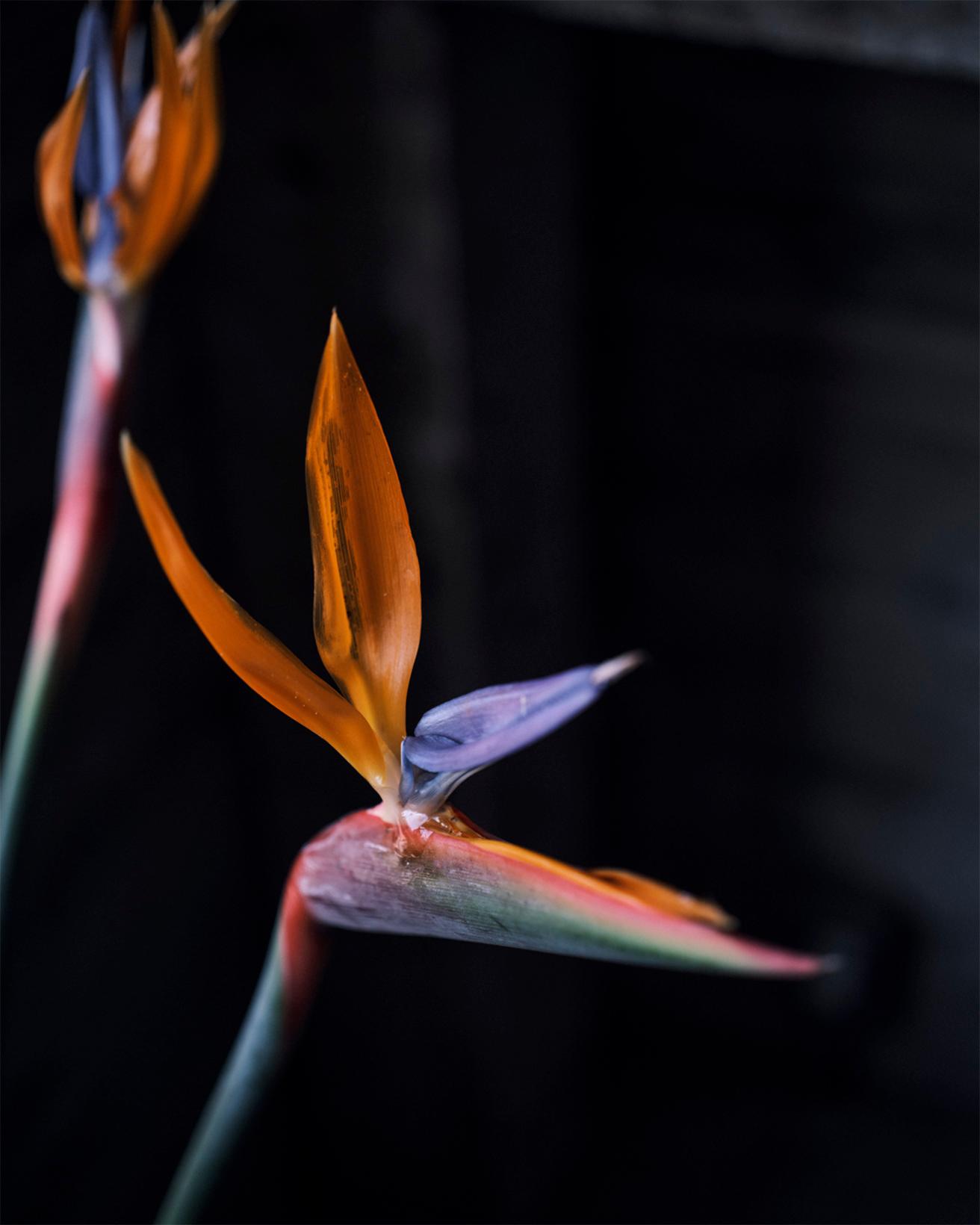 極楽鳥花、別名、ストレリチアは南アフリカ原産。カラフルな花びらが、パプアニューギニアに生息する極楽鳥（正式にはフウチョウ科）の飾り羽に似ている。
