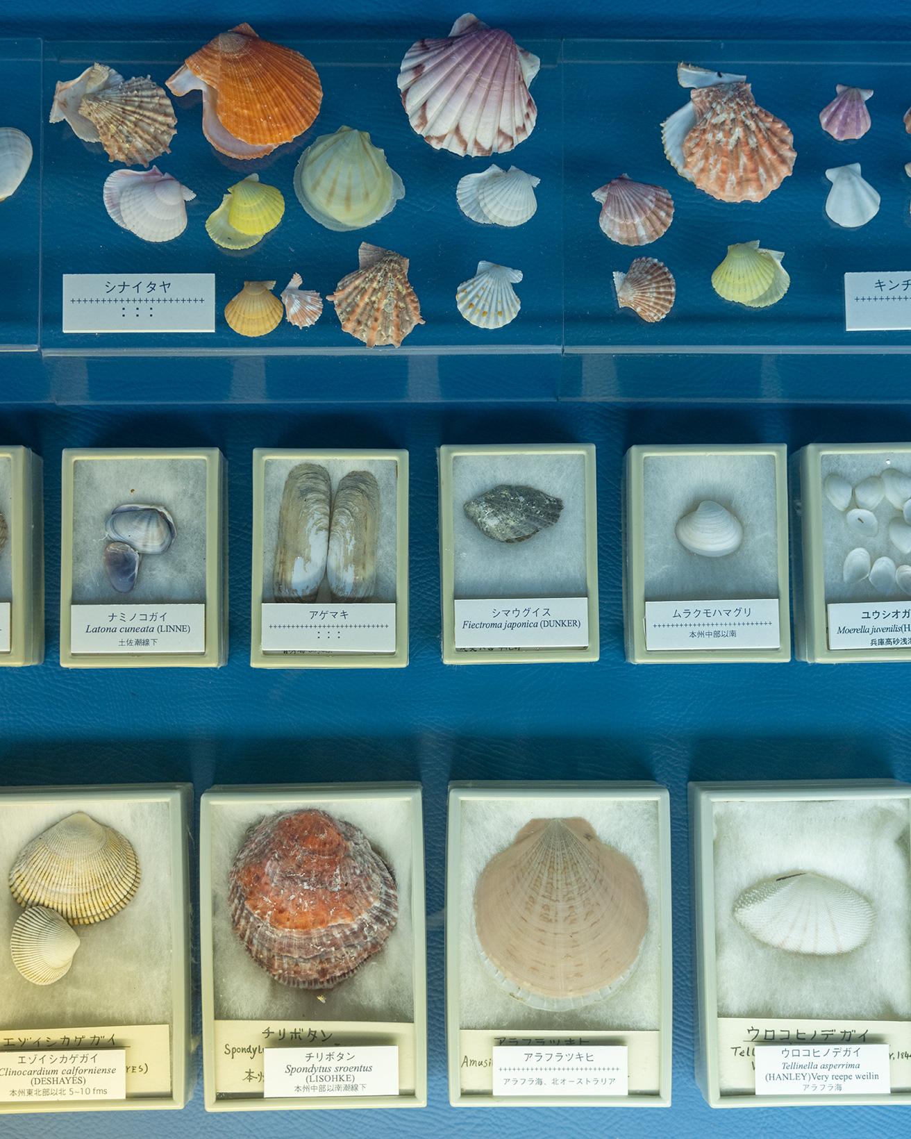 展示する貝は小さいもので1mm以下、大きいもので1m以上とバラエティ豊か。展示する貝のコレクションは全て、土佐清水市に暮らした洋画家の黒原和男から寄贈されたもの。photo_Norio Kidera