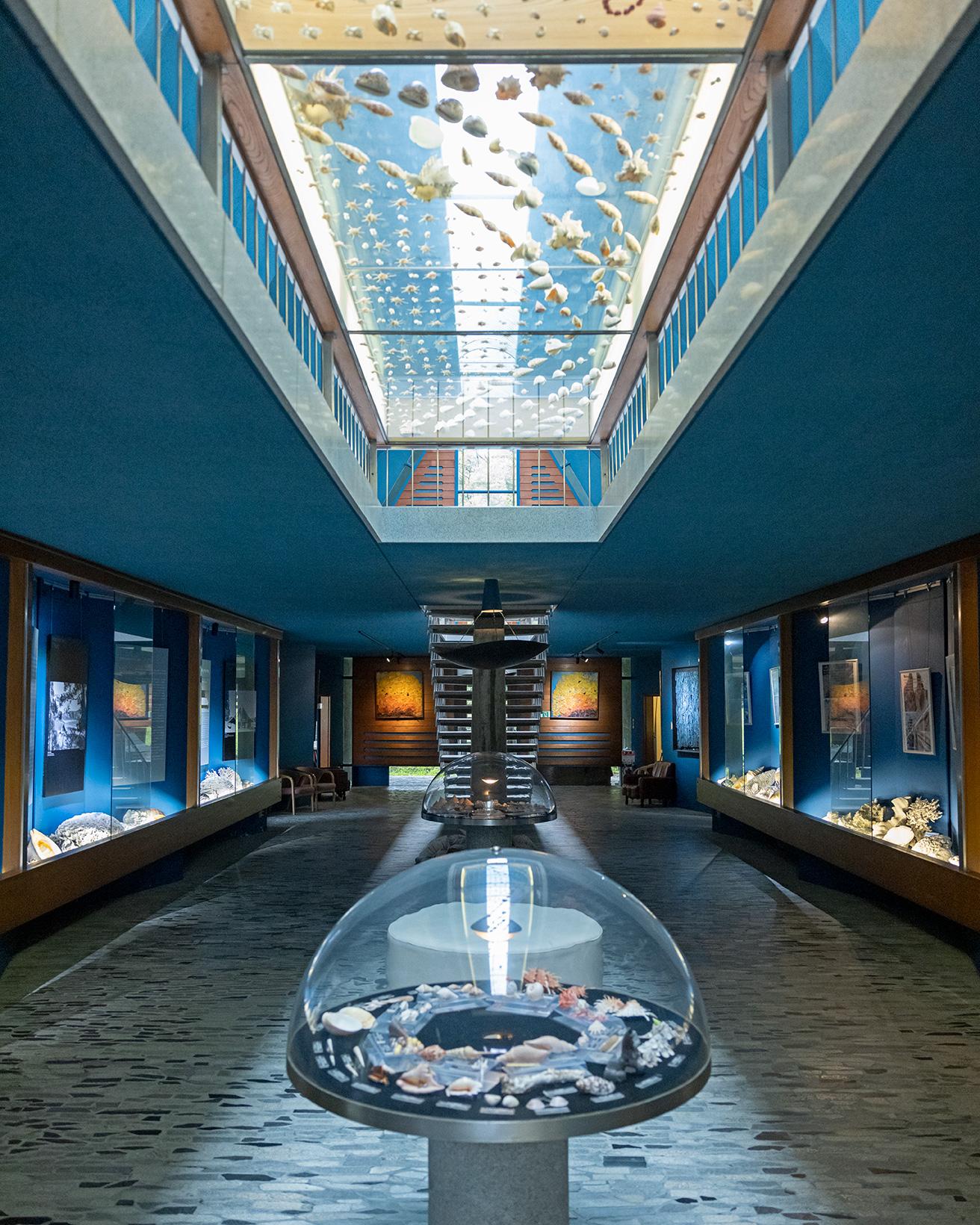 1階展示室。2階の透明な展示ケースを見上げ、貝を裏側からも観賞できるようになっている。photo_Norio Kidera