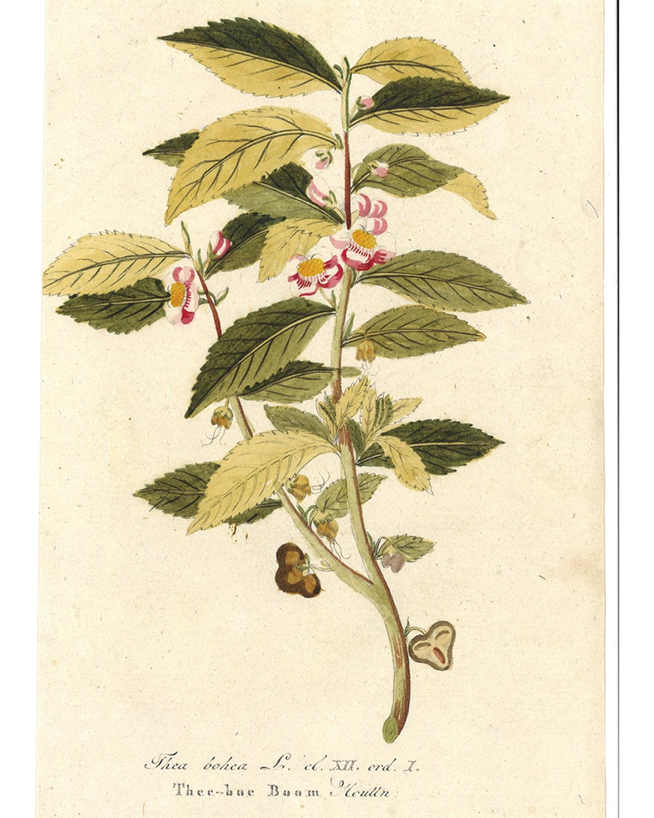 作者不明《チャの木》1800年　Photo Brain Trust inc.　漢方薬の基礎を築いたとされる人物・神農が植物の毒に当たった際に解毒剤として使用したのが茶の葉。長年、「万病に効く東洋の神秘薬」として飲まれていた茶を嗜好品の飲み物として普及したのは、ポルトガルの王家からイギリス王チャールズ2世に嫁いだキャサリン・オブ・ブラガンザと言われている。1662年のお輿入れの際、貴重な茶葉や高価な砂糖、陶磁器の茶道具一式を持参。彼女のサロンでは砂糖入りの茶が振る舞われ、この贅沢な飲み方が上流階級の間で広まっていった。