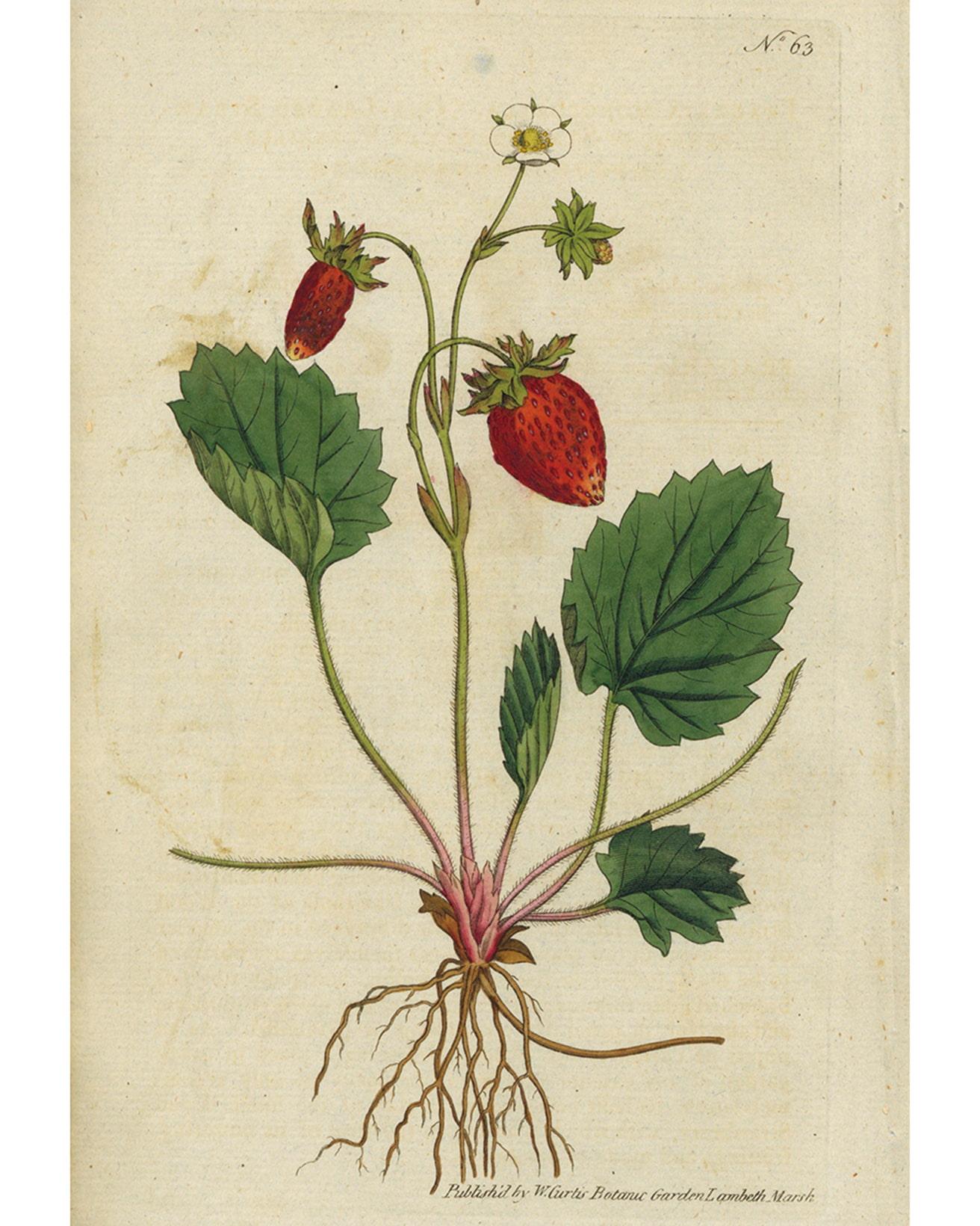 作者不明《イチゴ「ストロベリー・オブ・ヴェルサイユ」》1788年　Photo Brain Trust inc.　キリスト教では聖母マリアが好んだとされるイチゴは、ヨーロッパでは古くから親しまれている果物の一つ。白い花や首を垂れる果実から連想される「純潔」や「恭順」のイメージが強く、シェイクスピアの『オセロ』では主人公オセロが貞淑な妻デズデモーナの浮気を疑う原因とあるハンカチにはイチゴ柄の刺繍が施されていた。イギリスではイチゴの葉を意匠した紋章を用いる貴族も多いし、園芸好きだったルイ14世はヴェルサイユ宮殿の隣にある菜園で好物のイチゴを栽培していた。
