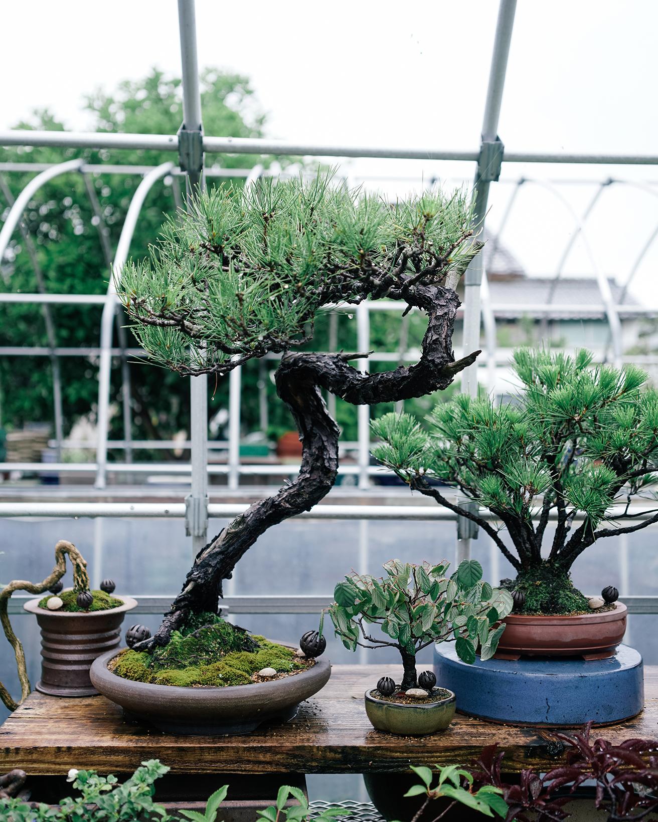 〈塩津植物研究所〉は奈良・橿原に位置する。現代のライフスタイルに寄り添うハイセンスな盆栽が手に入ると、全国から多くの人が訪れる。