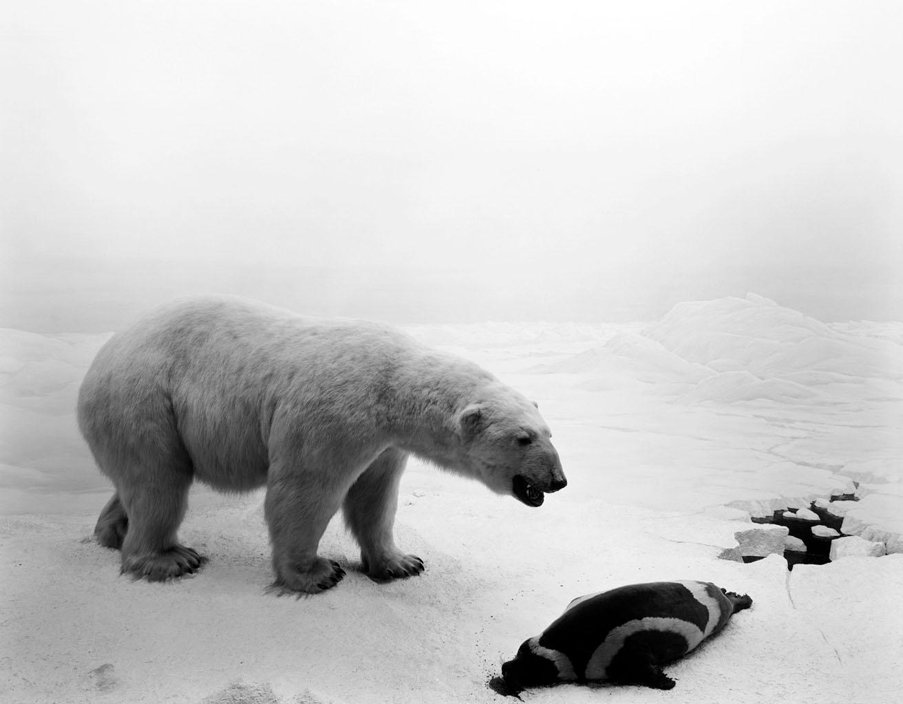 《Polar Bear》1976年　©︎ Hiroshi Sugimoto / Courtesy of Gallery Koyanagi