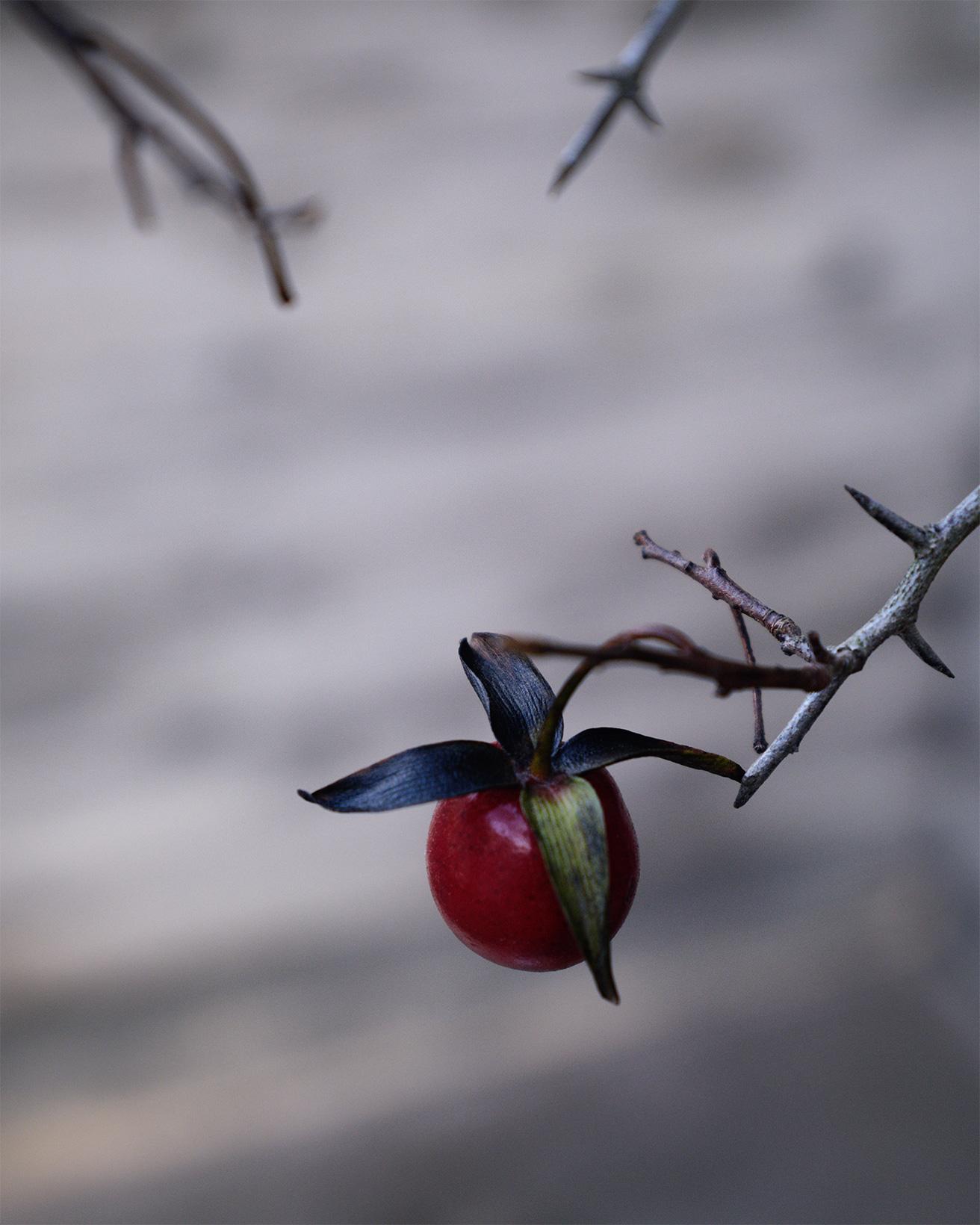 実付き、実持ちがよく、初秋から冬にかけて色が深まる。プチトマトほどの小さな実は艶っぽく、ヘタにあたる萼（ガク）が長いのも特徴。
