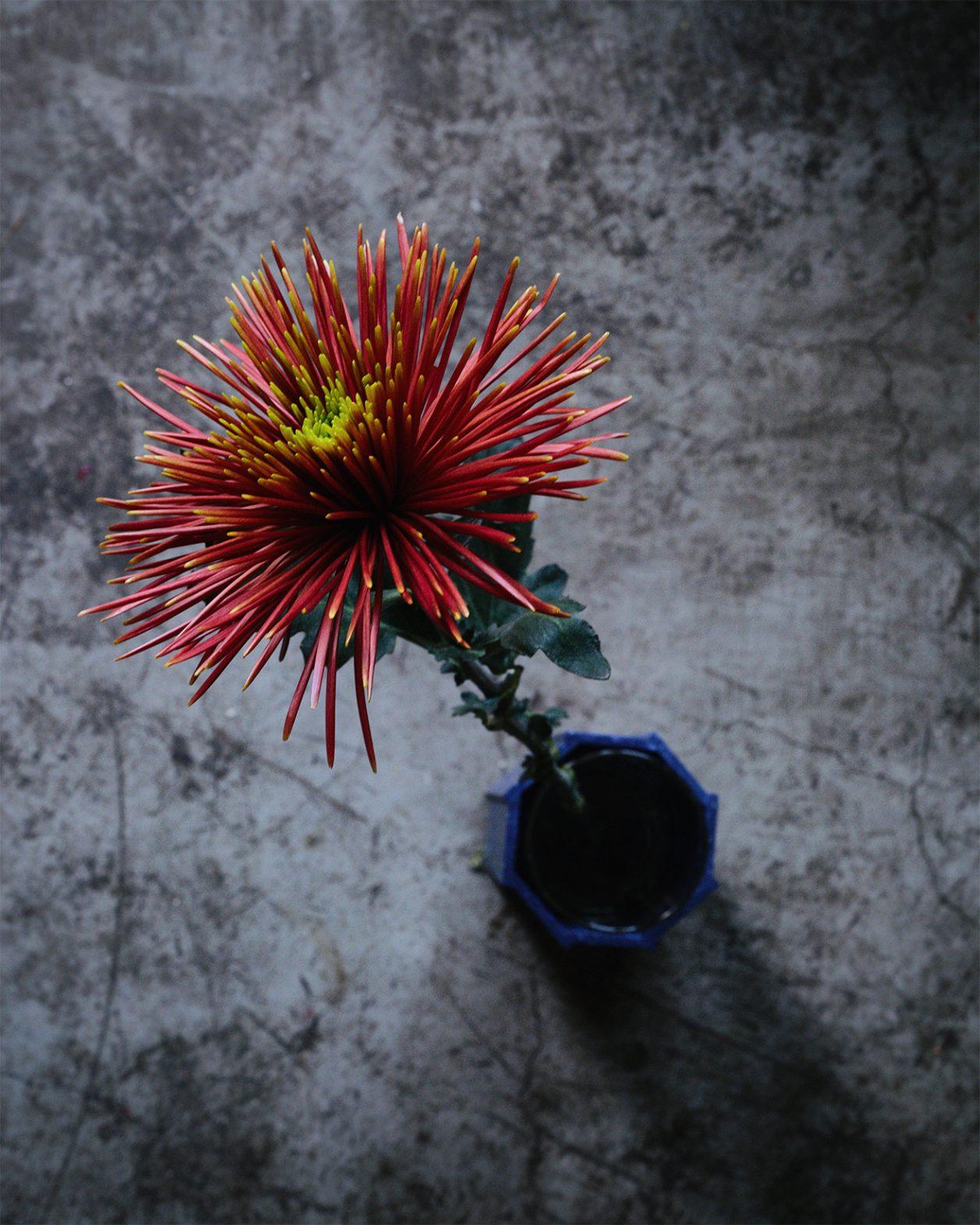 【今週の花と器】菊（チスパ）と〈スーパーノヴァ〉の《フラワーベース》｜2月
