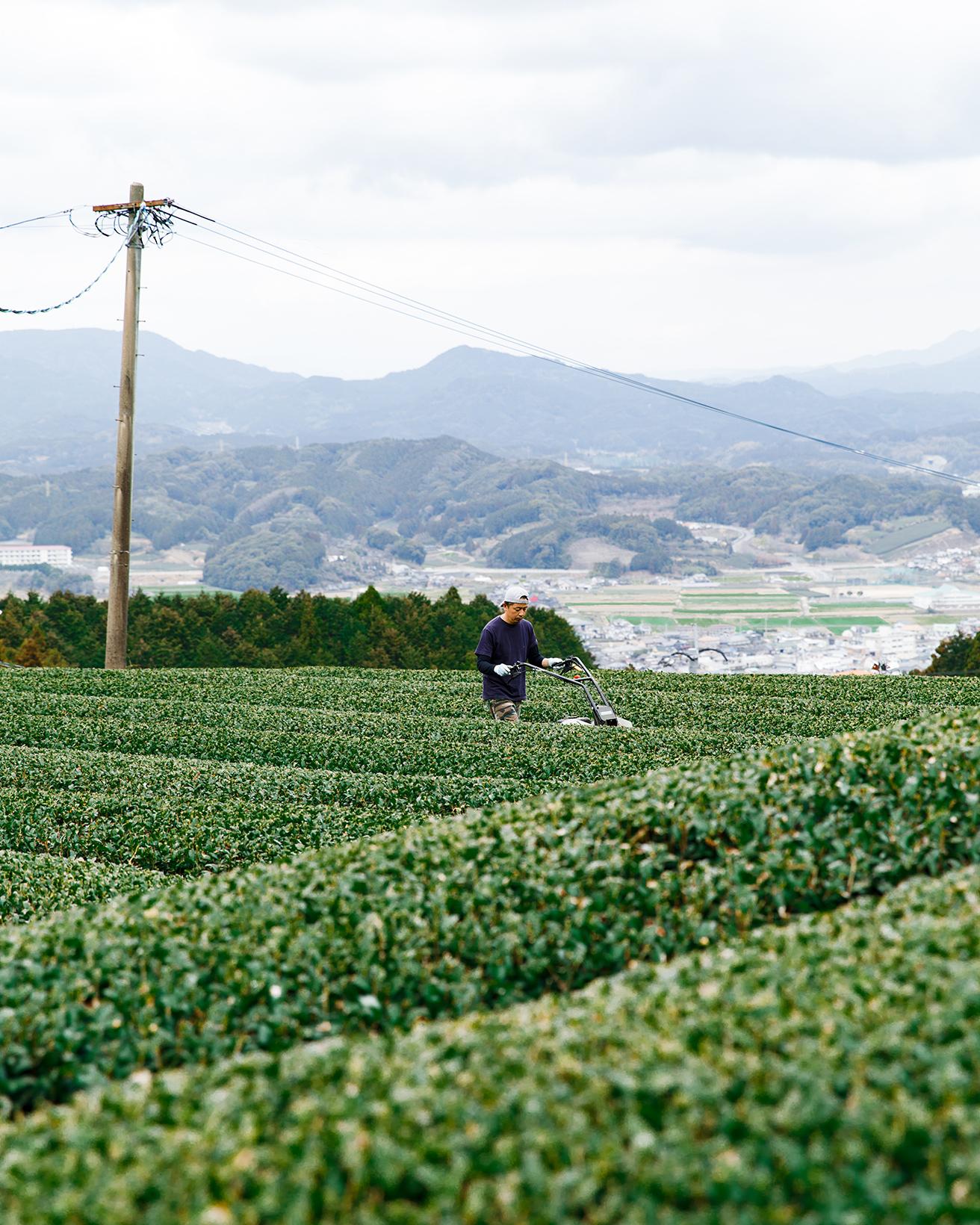 〈副島園〉は3代続くお茶農家。土づくりからこだわり、無農薬のお茶を栽培している。2021年には〈和多屋別荘〉内に副島園本店を開業した。