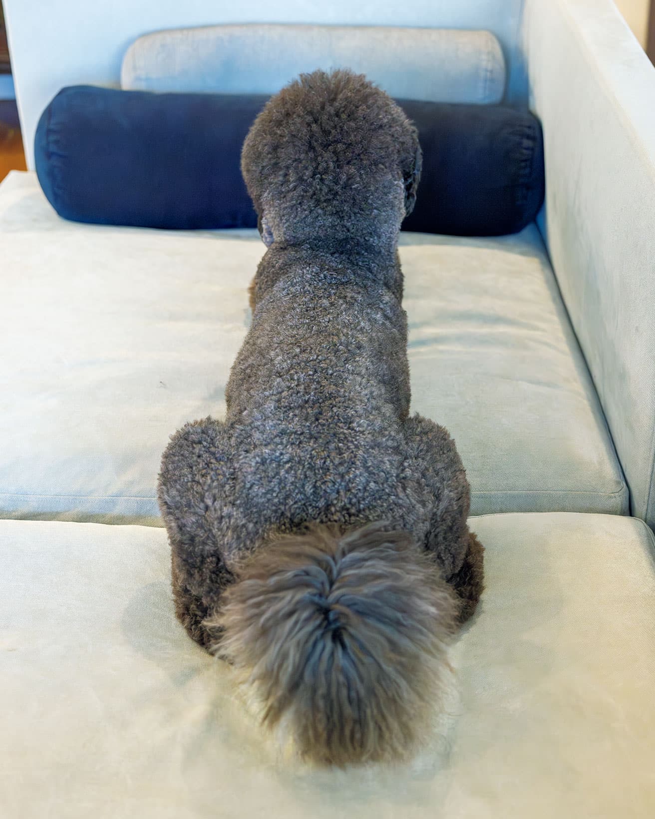 丸くカットされた尻尾がかわいい。