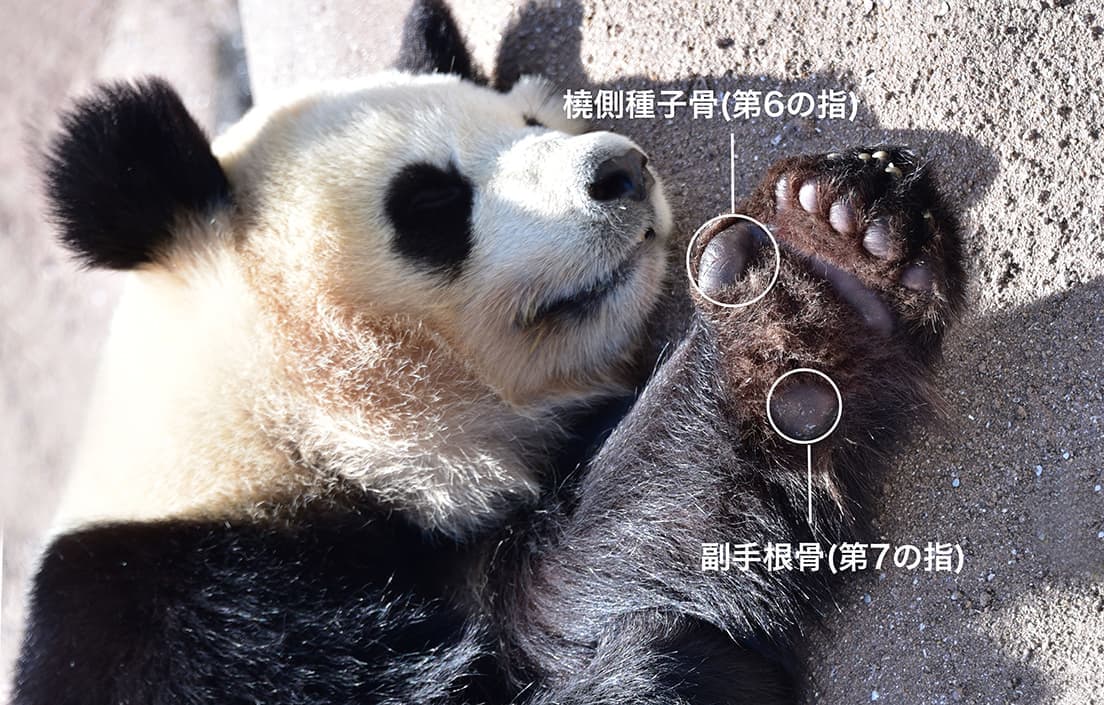 桜浜の左前肢。桜浜も2023年2月22日(水)に中国四川省の成都ジャイアントパンダ繁育研究基地へと旅立った。写真提供/アドベンチャーワールド