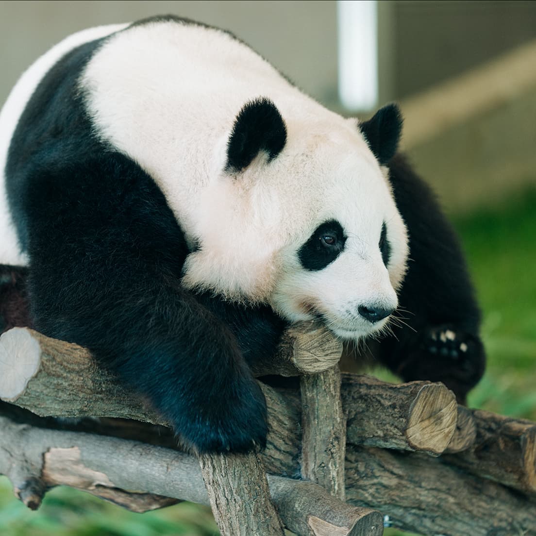 〈アドベンチャーワールド〉の桃浜。桃浜は2023年2月22日(水)に中国四川省の成都ジャイアントパンダ繁育研究基地へと旅立った。photo_Kosuke Mae