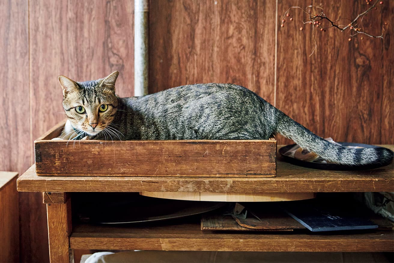 クッキーのディスプレイ台でくつろぐ。