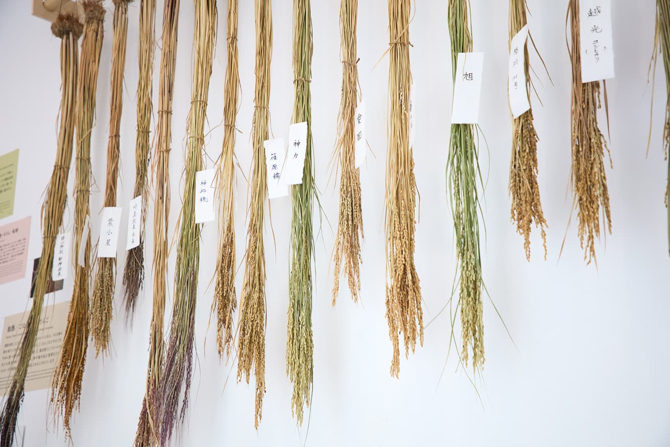 さまざまな品種の稲は、さながらアート作品。