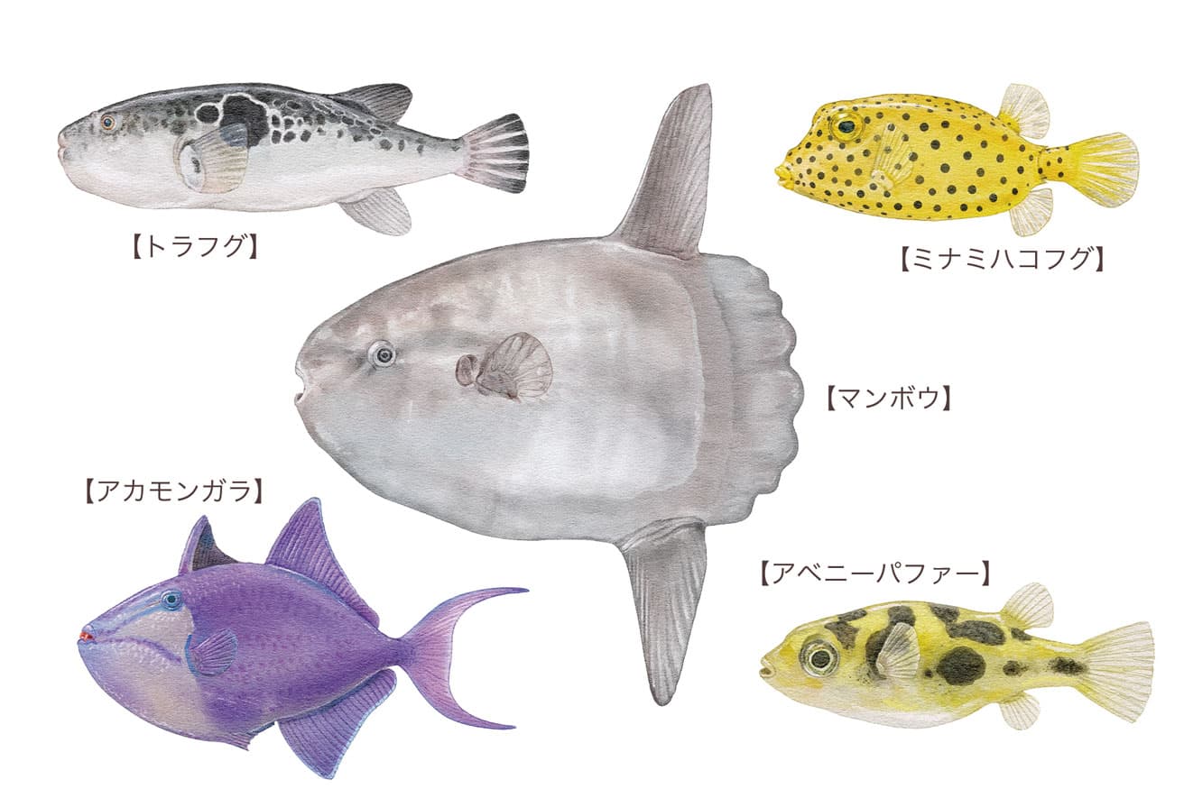 硬骨魚類の中でも、多様な体型を持つフグ目だが、共通する形態的特徴がいくつかあり、顎を突き出すことができないこと、肋骨がないこと、エラの穴が小さいことなどが挙げられる。