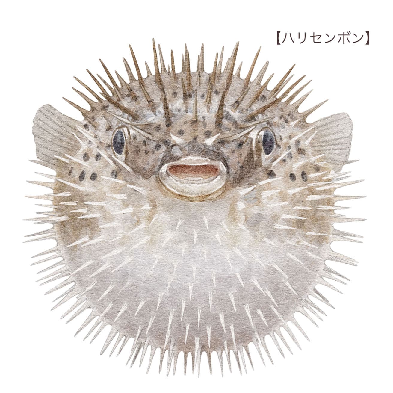 動きにも特徴があり、膨らむ種のほかに、魚類の中で珍しく、目を閉じることができる種もいる。瞼ではなく発達した目の周囲の筋肉を使い、表皮を収縮させる。砂に潜る時など、目を保護するために行われるが、なぜ目を閉じられるのかはわかっていない。他にも海底に円形の産卵床を作るアマミホシゾラフグのように、独特の生態を持つ種も多い。